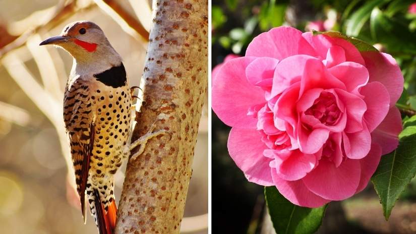 Read more about the article Alabama State Bird and Flower