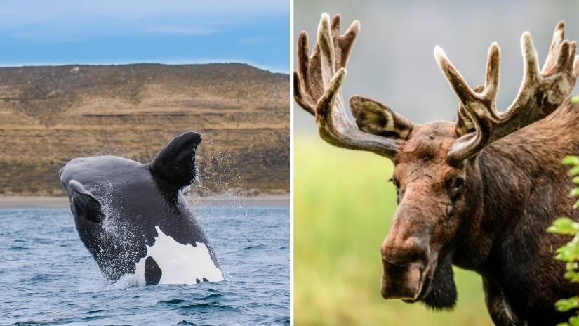 Alaska state animals