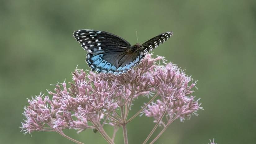 Arkansas state butterfly