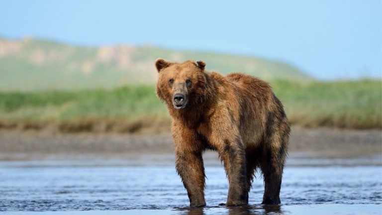 California State Animal - Foreign USA