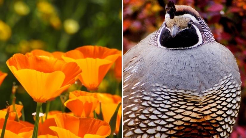 Read more about the article California State Bird and Flower