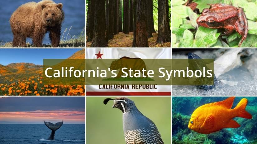California state symbols