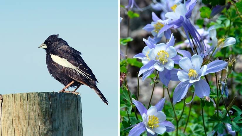 Colorado state bird and flower