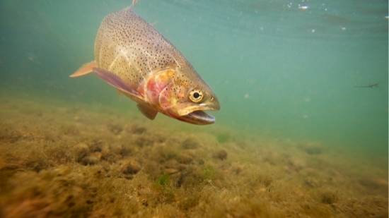 Colorado state fish