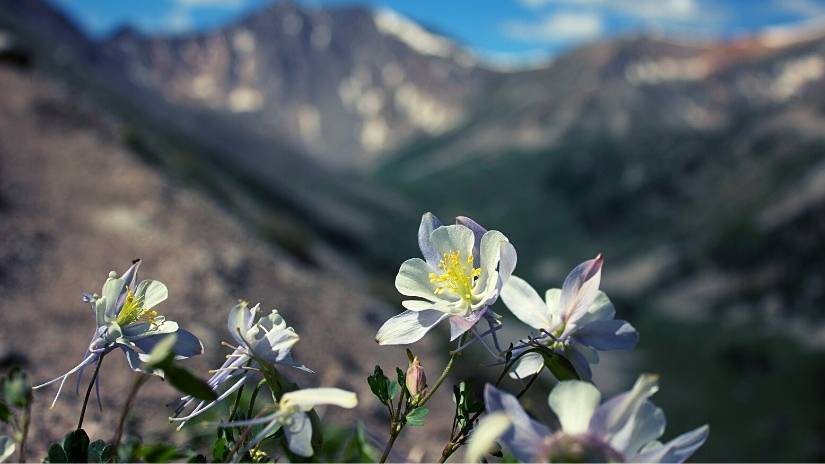 Colorado state flower