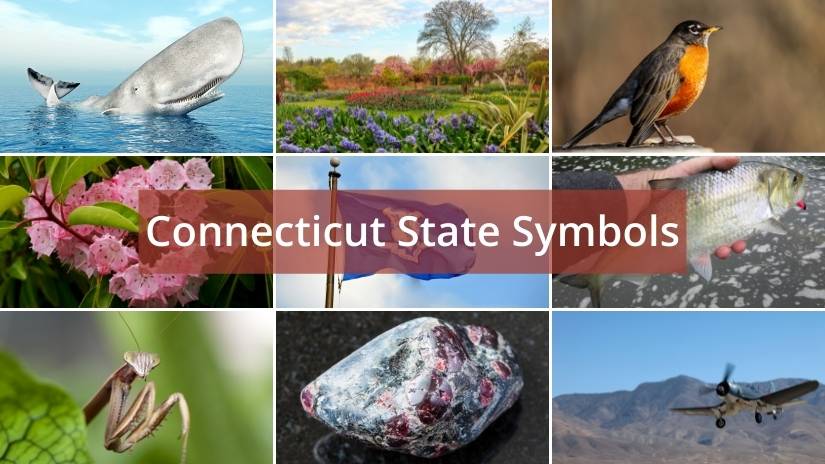 Connecticut state symbol