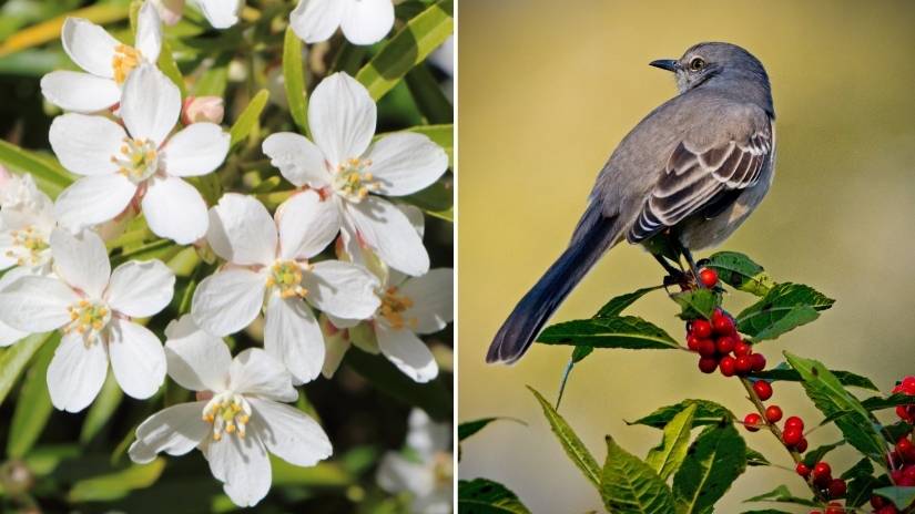 Read more about the article Florida State Bird and Flower