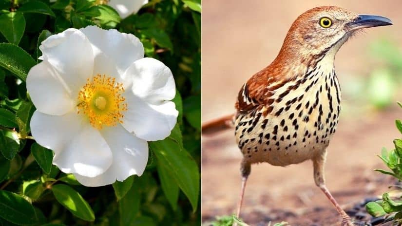 Read more about the article Georgia State Bird and Flower