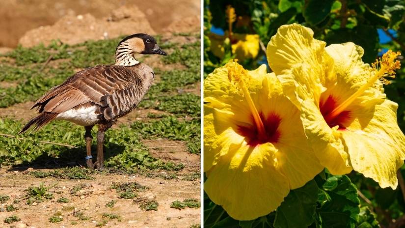 Read more about the article Hawaii State Bird and Flower