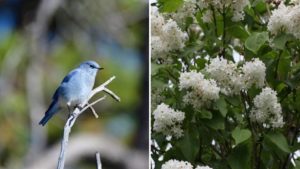 Idaho State Bird and Flower