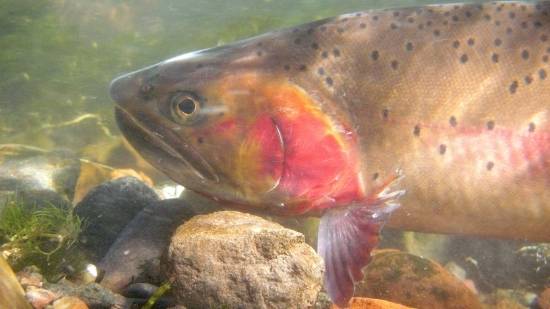 Idaho state fish