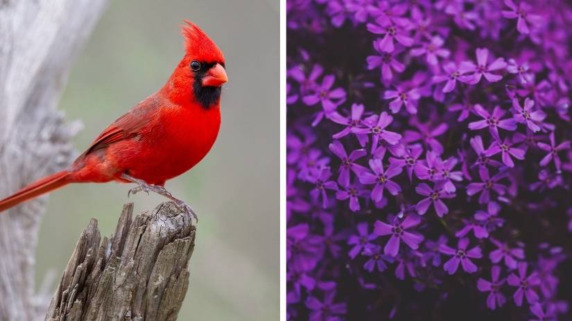 Read more about the article Illinois State Bird and Flower