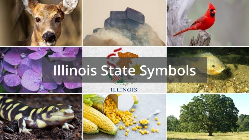 Illinois state symbols