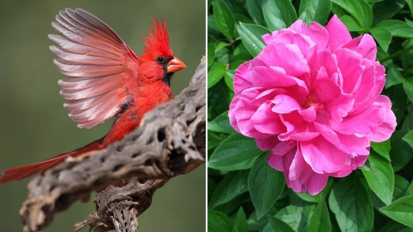 Indiana state bird and flower