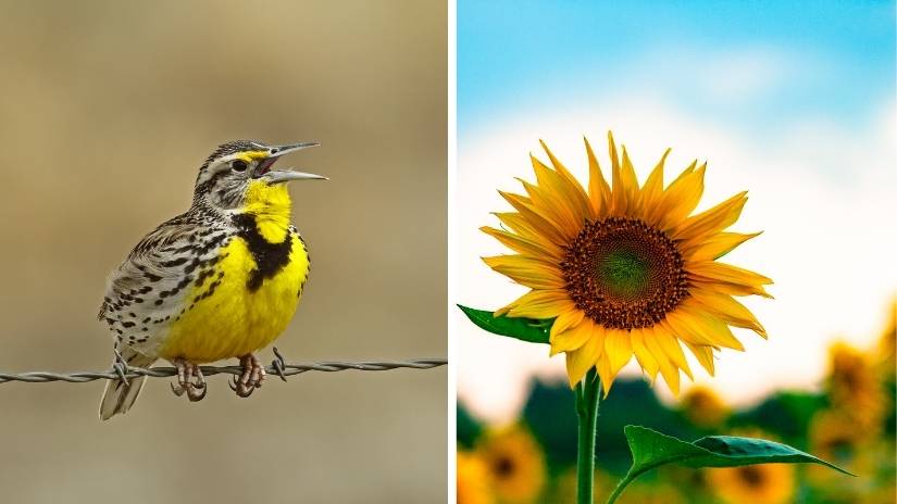 Kansas state bird and flower
