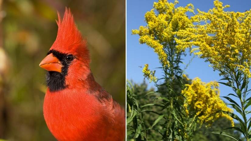 Read more about the article Kentucky State Bird and Flower