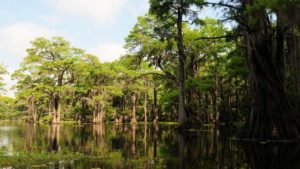 What is the Louisiana State Tree?