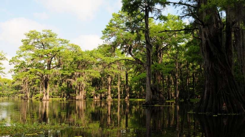 Read more about the article What is the Louisiana State Tree?