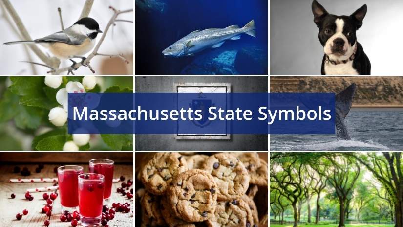 Massachusetts state symbols