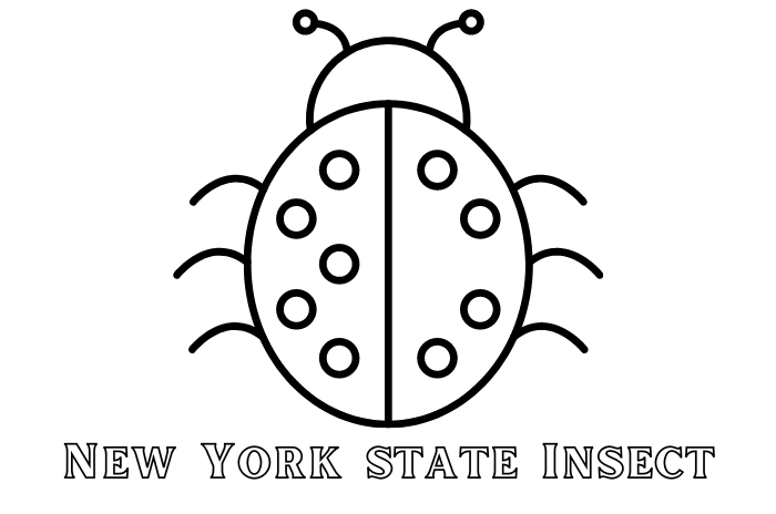 New York state insect coloring page