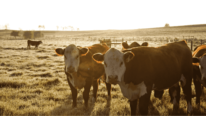 Interesting facts about North Dakota - Cattle