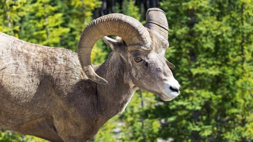Read more about the article What is Colorado’s State Animal?