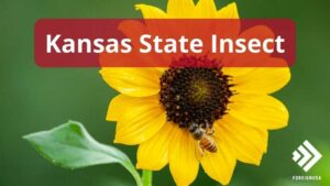 Learn what the Kansas State Insect is