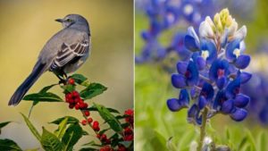 Texas State Bird and Flower