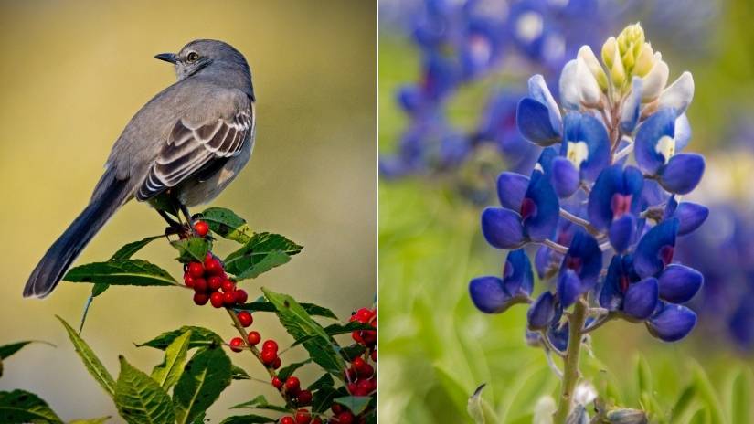 Read more about the article Texas State Bird and Flower