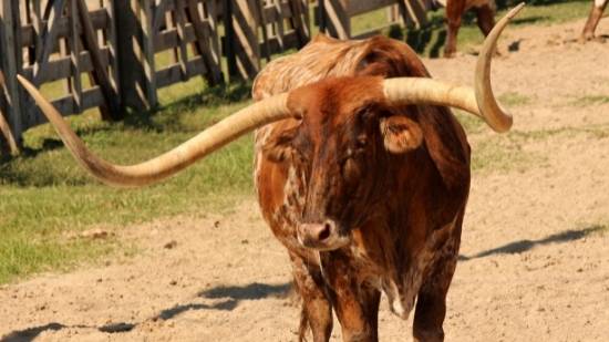 Texas state animal