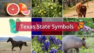 What are the Texas State Symbols?