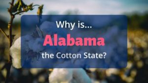Why is Alabama Called the Cotton State?