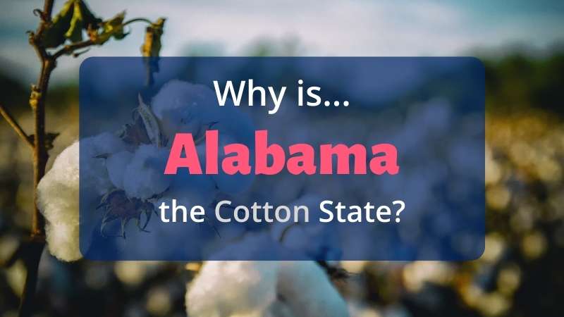 Why is Alabama the cotton state