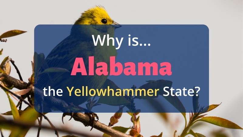 Why is Alabama called the Yellowhammer state