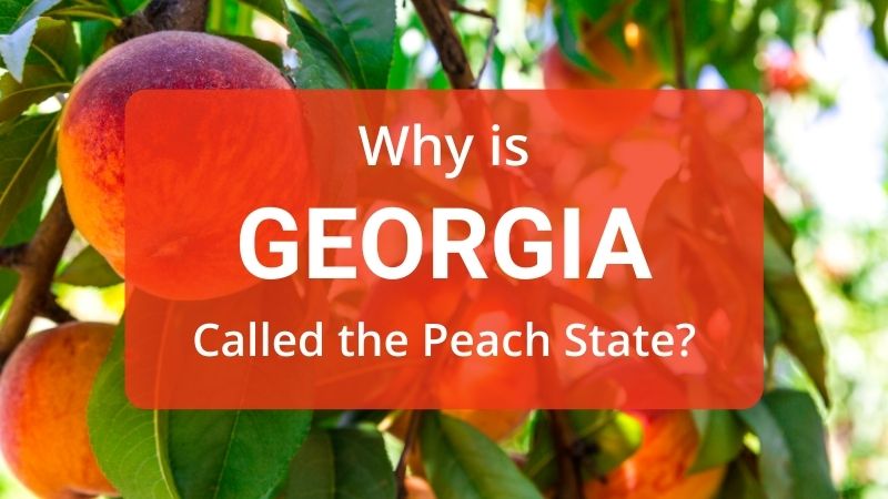 A Georgia state peach tree